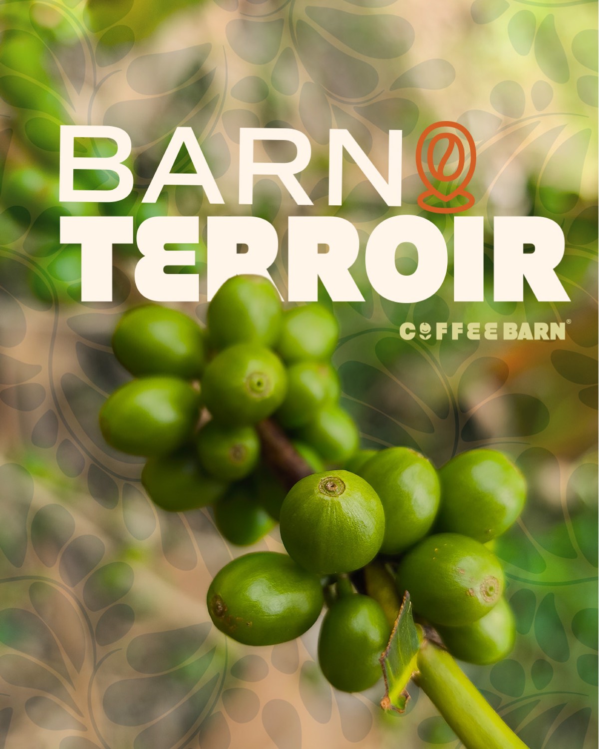 Producción audiovisual de café — Specialty Coffee Barn