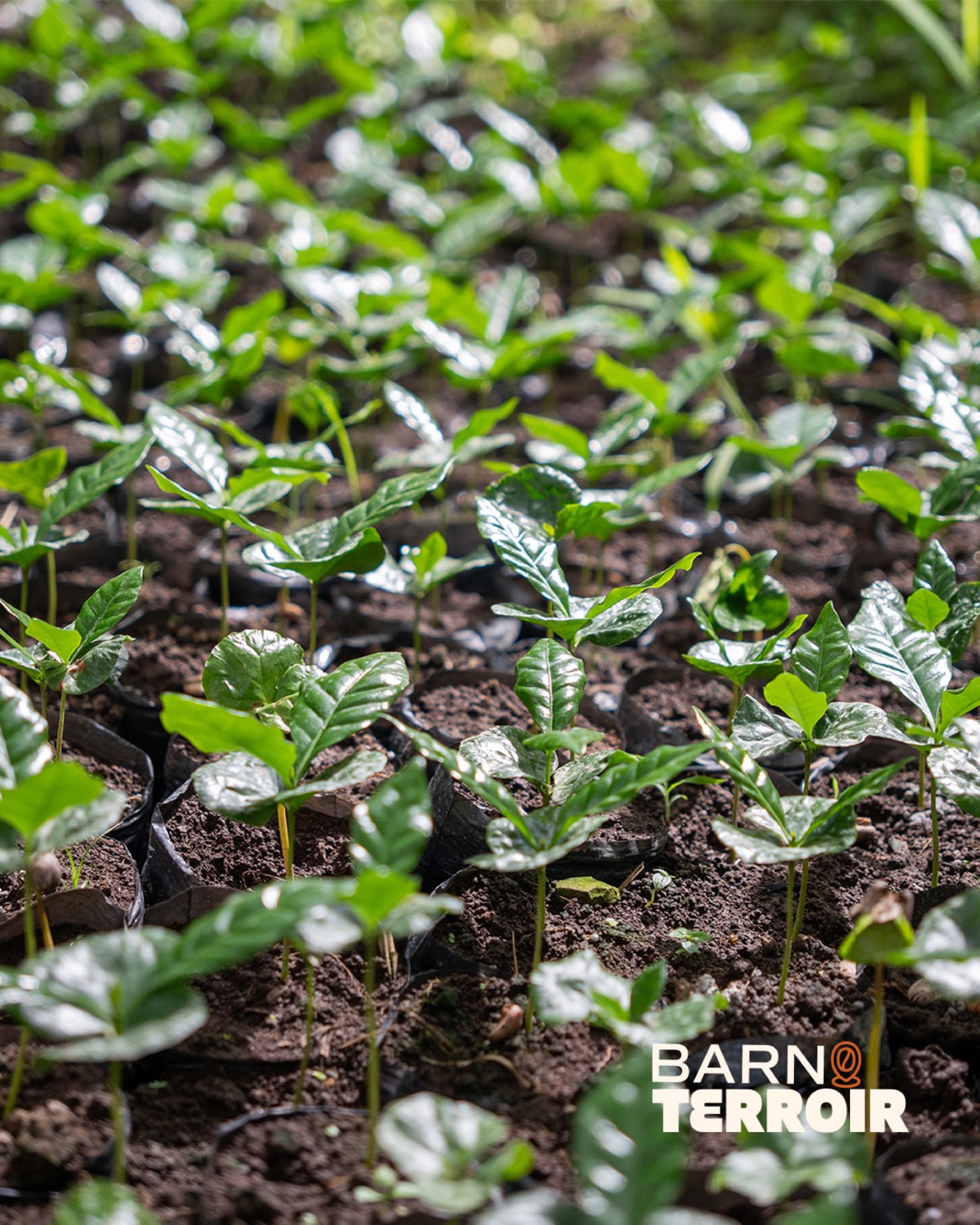 Producción de contenido — Specialty Coffee Barn
